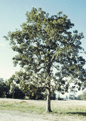 C. ovata (Form)