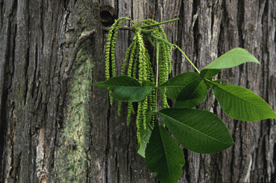 C. ovata (Leaves)