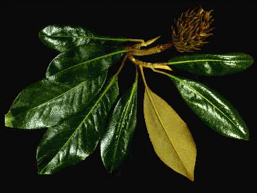 M. grandiflora (Leaves and fruit)