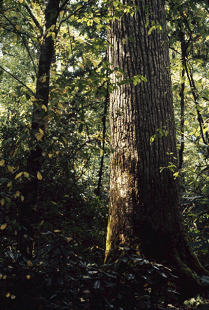 L. tulipifera (Bark)