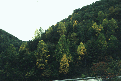 L. tulipifera (Cove Forest)