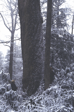 L. tulipifera (Platy Bark)