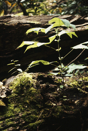 L. tulipifera (Seedling)