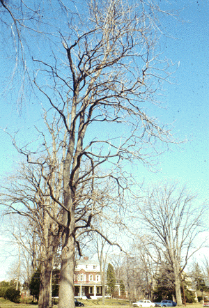 C. speciosa (Form)