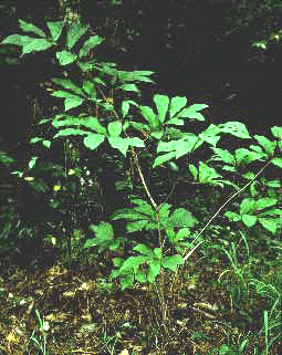 A. triloba (Form)