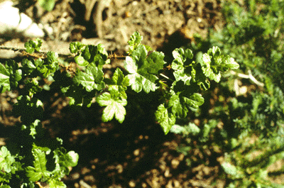 Ribes (Twig)