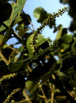 C. uvifera (Leaves and flowers)