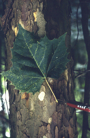 P. occidentalis (Bark)