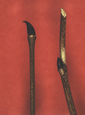 P. occidentalis (Twig)