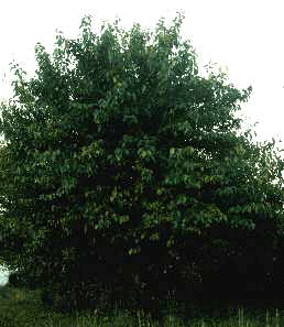 M. pomifera (Form)