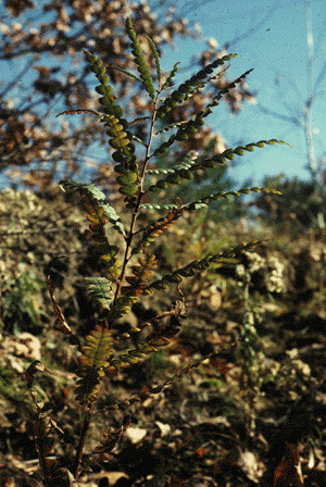 C.peregrina (Form)