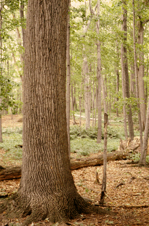 F. americana (bark)