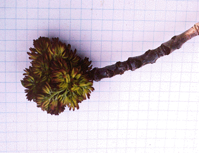 F. americana (flowers)