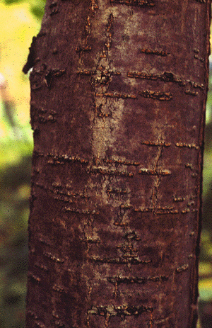 S. americana (Bark)