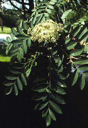 S. americana (Flowers)