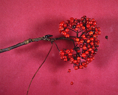 S. americana (Fruit)