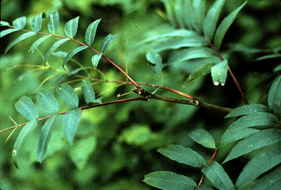 S. americana (Leaves)