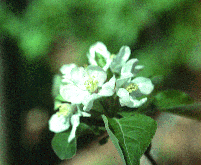 M. pumila (Flower)