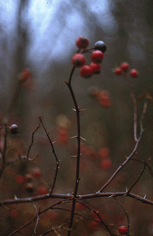 Rosa (Fruit)