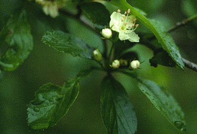 Rosa (Leaves and flower)