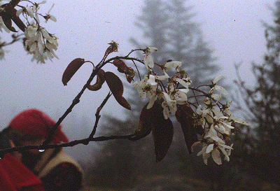 Amalenchier (Flowers)