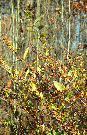 Spirea (Fruit)