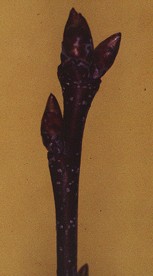 P. serotina (Twig)