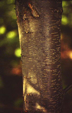 P. serotina (Young Bark)