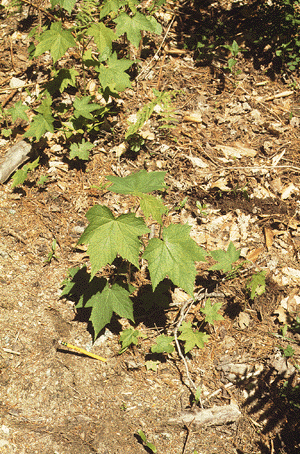 Purple Flowering Raspberry (Form)