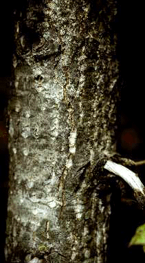 P. balsamifera (Bark)