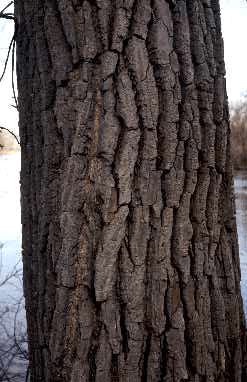 P. deltoides (Bark)