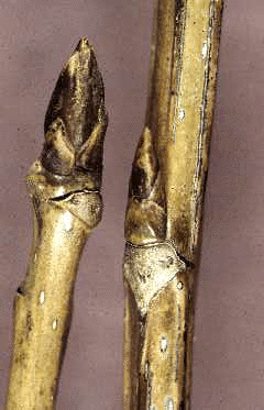 P. deltoides (Twig)