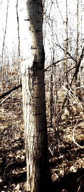 P. tremuloides (Bark)