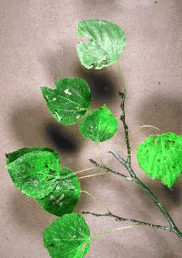 P. tremuloides (Leaves)