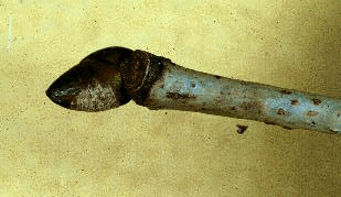 T. americana (Twig)