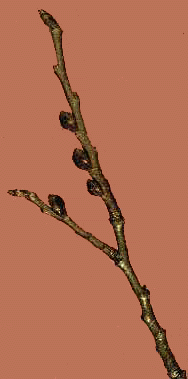 U. americana (Twig)