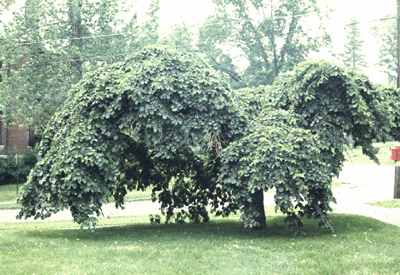 U. glabra var. camperdownii (Form)