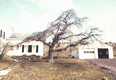 U. glabra var. camperdownii (Winter Form)