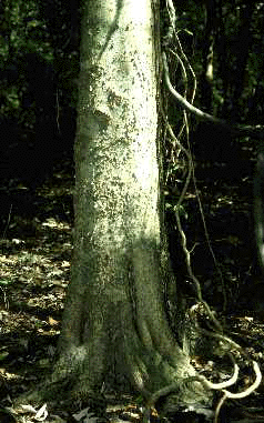 C. laevigata (Bark)