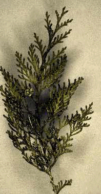 Alaska-Cedar (Needles)