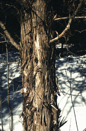 J. virginiana (Bark)