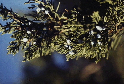 J. virginiana (Fruit)