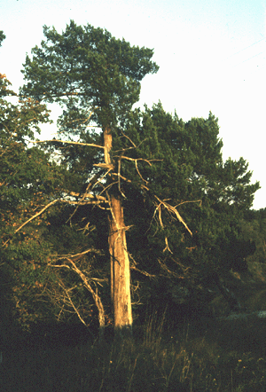 J. virginiana (Mature form)