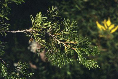 J. virginiana (Needles)