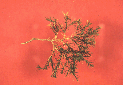 J. virginiana (Needles)