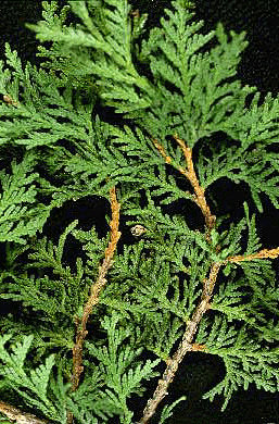 Arborvitae (Needles)