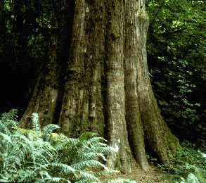 Western Redcedar (Bark)