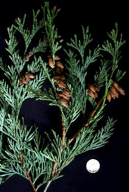 Western Redcedar (Cones)