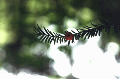 T. canadensis (Fruit)