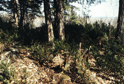 T. canadensis (Habit)